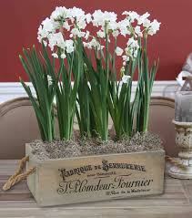 paperwhites-potted