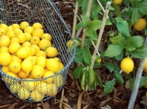 picking-lemons-490x326