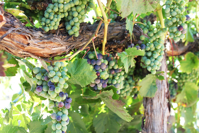 Napa Harvest MalbecVeraison2014