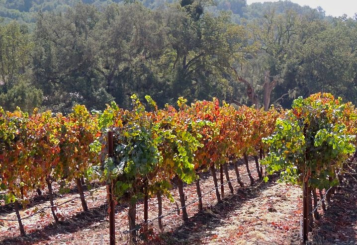 fall grapevines Halter Ranch 2011