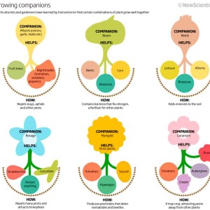 companion-plants-2