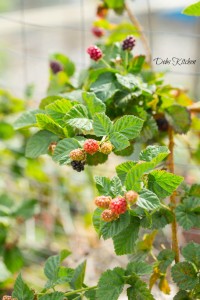 Christina-blackberries-watermarked