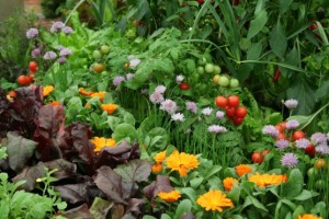 Companion Planting