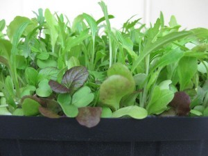 Microgreen-Earthwise Gardening