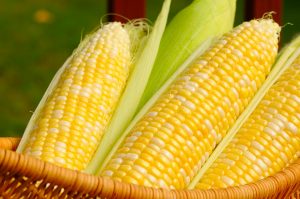 A basket of sweet corn, three ears partially husked