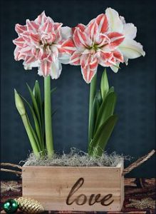 amaryllis-potted-2