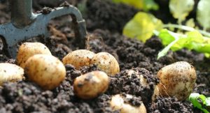 potato growing