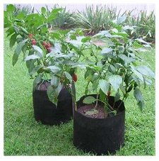 potato smart pots